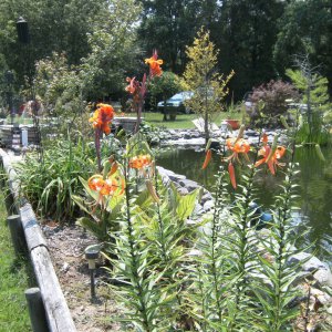 Asiatic lilies blooming.