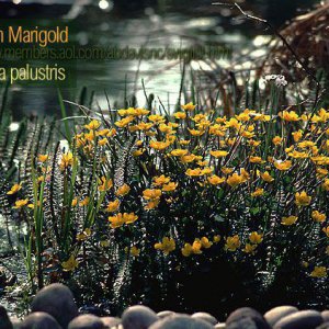 Marsh Marigold