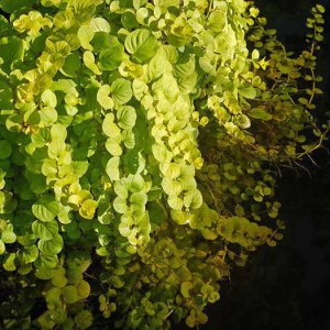 Creeping Jenny