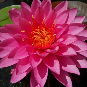 HotPink