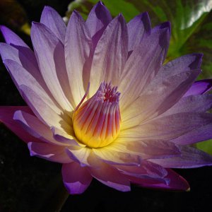 Anne Emmett