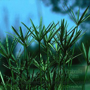 Umbrella palm