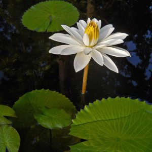 Trudy Slocum