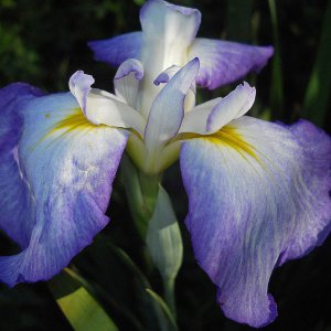 Ensata gracieuse