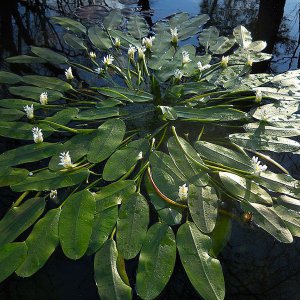 Water hawthorn