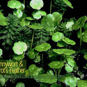 Pennywort and Parrots feather