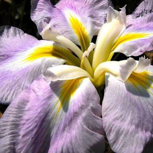 Japanese iris