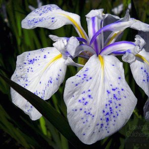 Iris laevigata