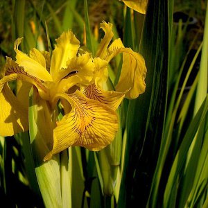 Variegated yellow flag