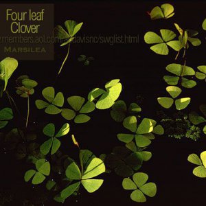 Four leaf clover