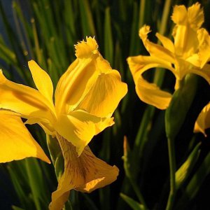 Yellow Flag iris
