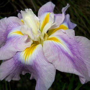 Japanese iris