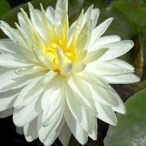 White, 1,000 petals
