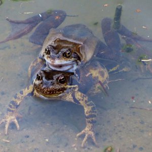 Mating time