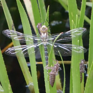 Anax imperator from my pond