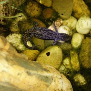 Alpin newt