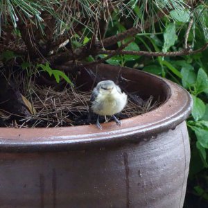 New tit first fly