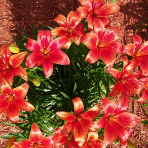 Asian Lillies