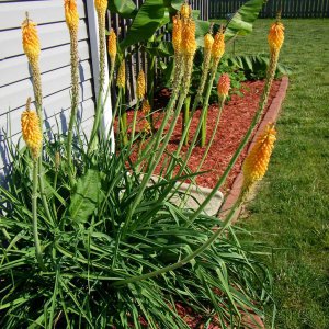 Red hot poker