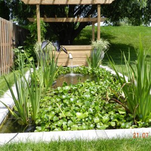 Pond August 21 2013