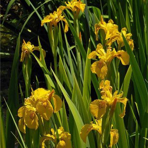 Variegated Yellow Flag