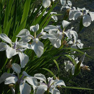 Iris laevigata Snowdrift
