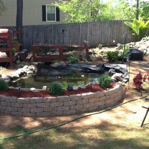 Koi pond