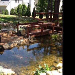 Koi pond