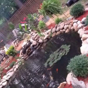 Koi pond