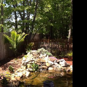 Koi pond