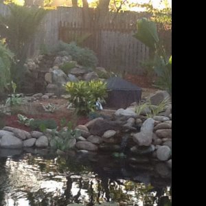 Koi pond