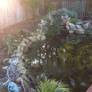 Koi pond
