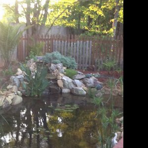 Koi pond