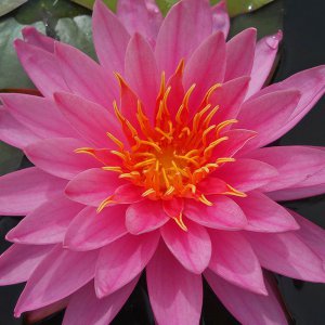 Pink hardy Vienna
