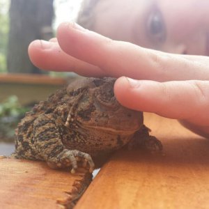 The Blessing of the Toad