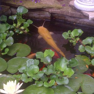 Albino Catfish