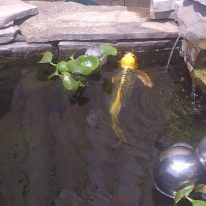 Gold Koi