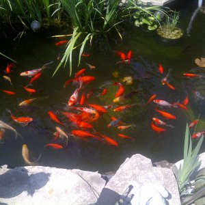 pond 1