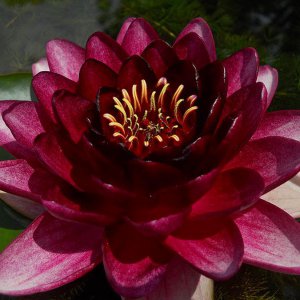 Almost Black, hardy waterlily