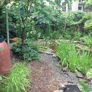 wildlife pond and rain barrel reservoir