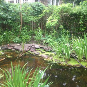 vew of wildlife pond and planted area