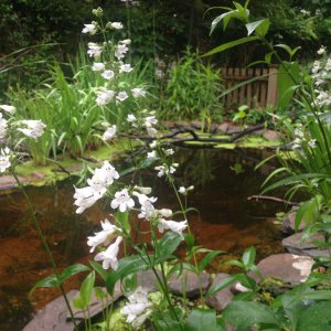 common boneset on pond border