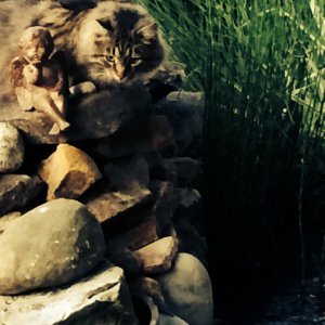 June 2014 Desi watching the fishies......shhhhhhhh
