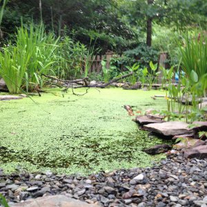 duckweed
