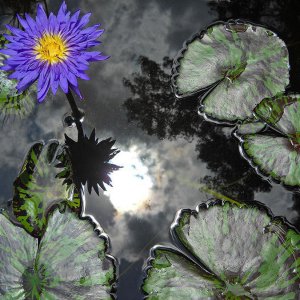 Blue tropical waterlily