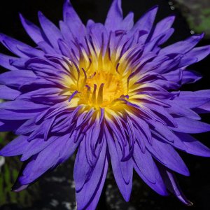 Blue tropical waterlily