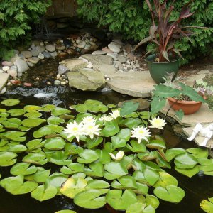 Lillies 2012-#7