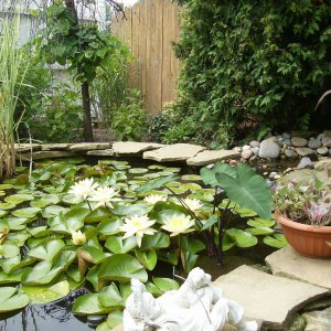 Lillies 2012-#6