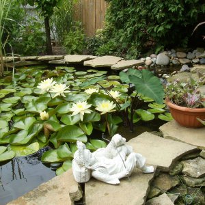 Lillies 2012-#5