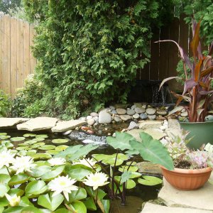 Lillies 2012-#4